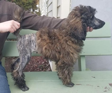 Brown Brindle Moyen Poodle Brindle Poodle, Moyen Poodle, Poodle Standard, Animal Inspiration, Dog Haircuts, Miniature Poodle, Standard Poodle, Toy Poodle, Great Lakes