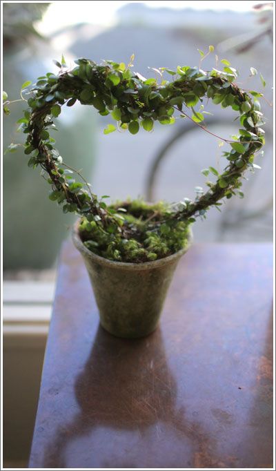 Angel-vine heart. Cute for wedding, valentine, & anniversary gifts. Heart Topiary, Urban Gardening, House Plants Decor, Miniature Garden, Heart On, Urban Garden, Indoor Garden, Love Flowers, Green Thumb