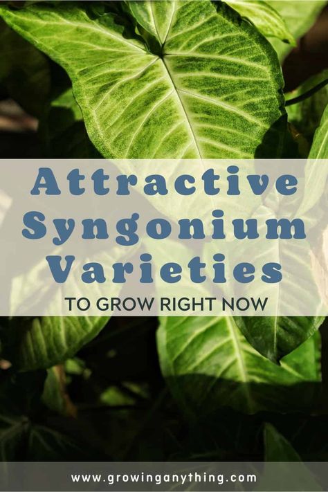 20+ Attractive Syngonium Varieties To Grow 2024 Syngonium Varieties, Arrowhead Vine, Arrowhead Plant, Growing Tips, Interesting Information, New Growth, Strawberries And Cream, Types Of Plants, New Leaf