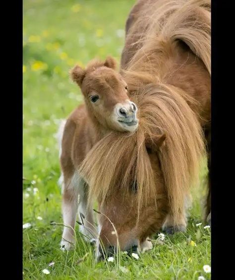 Shetland pony and foal Mother Love Video, Wild Pictures, Tiny Horses, Baby Pony, Cute Horse Pictures, Rasy Koni, A Mother's Love, Cute Ponies