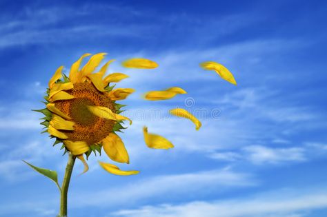 Windy Portrait, Wind Tattoo, Fear Of Change, Wind Drawing, Leslie Sansone, Sunflower Images, Sunflower Drawing, Outside My Window, Blowing In The Wind