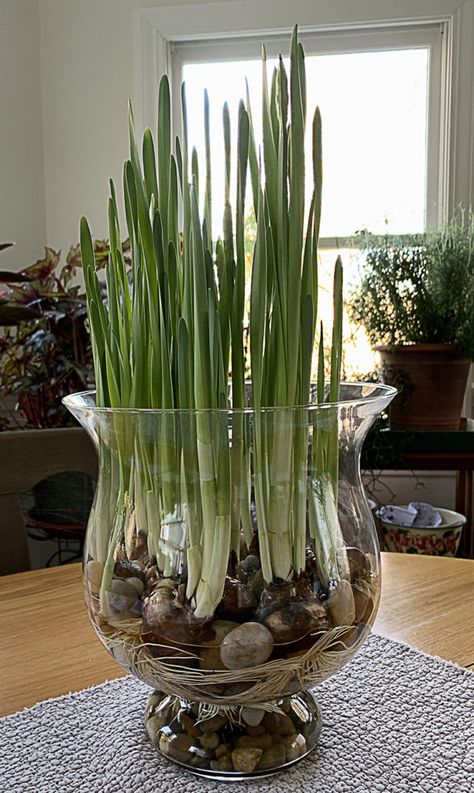 Growing Bulbs Indoors, Paperwhite Flowers, Glass Jar Diy, Paperwhite Narcissus, Narcissus Bulbs, Plant In Glass, Indoor Plant Stand, Indoor Plants Styling, Tall Glass Vase