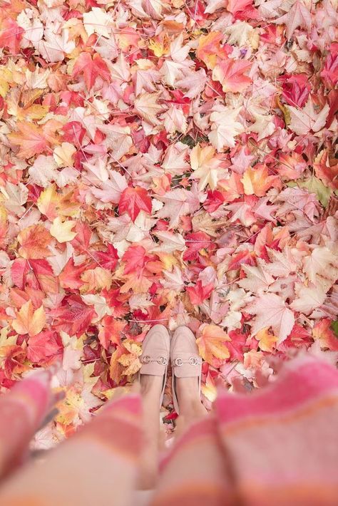 Pastel Lifestyle, Autumn In My Heart, Pink Autumn, Fallen London, Autumn Colours, Creative Instagram Photo Ideas, Color Inspo, Iphone Background Wallpaper, Winter Aesthetic