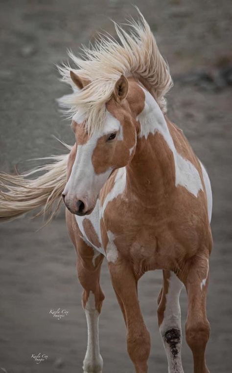 Paint Horse Photography, Paint Horse Breed, Horses Funny, Wild Horses Mustangs, Funny Horse Pictures, Wild Horses Photography, Beautiful Horses Photography, Cute Horse Pictures, Mustang Horse