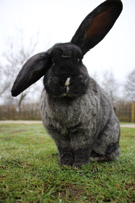 Continental Giant Rabbit — Peak Wildlife Park Giant Rabbit, Wildlife Park, Animals