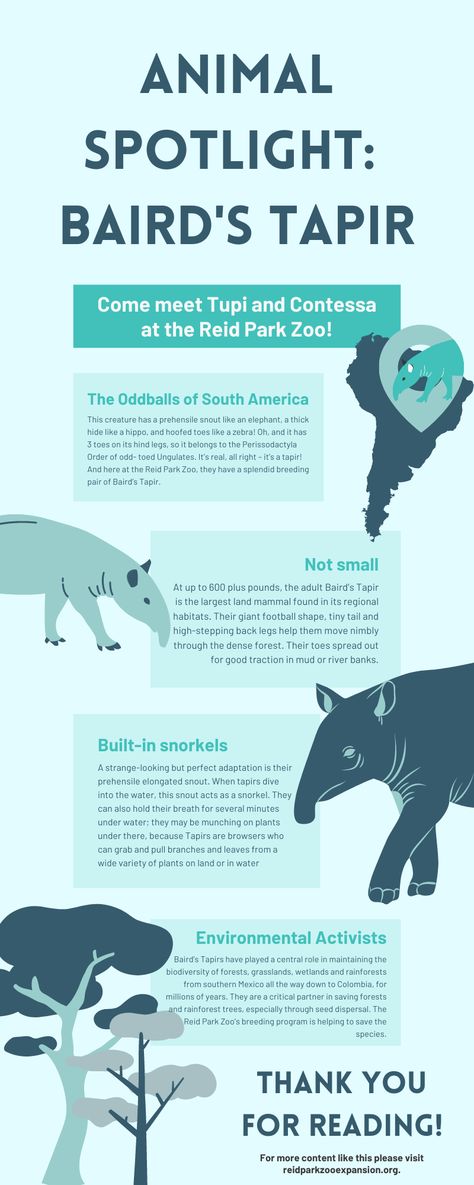 Zoo Infographic, Zoo Education, Zoo Signage, Animal Infographic, River Bank, Animal Facts, Signage Design, Animals For Kids, The Expanse