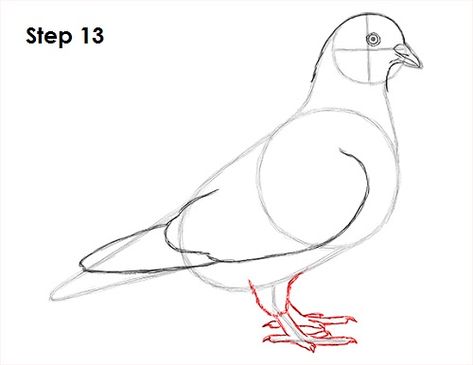 Pigeon Bird Drawing 13 Pigeon Sketch, Animal Tutorial, Drawing Instructions, Pigeon Bird, Bird Drawing, Cute Blue Wallpaper, Cartoon Birds, Kids Art Class, Nature Art Painting