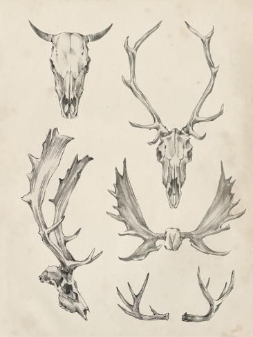 size: 12x9in Art Print: Skull and Antler Study II by Ethan Harper : Artists Deer Skulls, Animal Skulls, Fine Arts Posters, Tattoo Inspo, Artist Canvas, Trademark Fine Art, Antlers, Art Sur Toile, Find Art