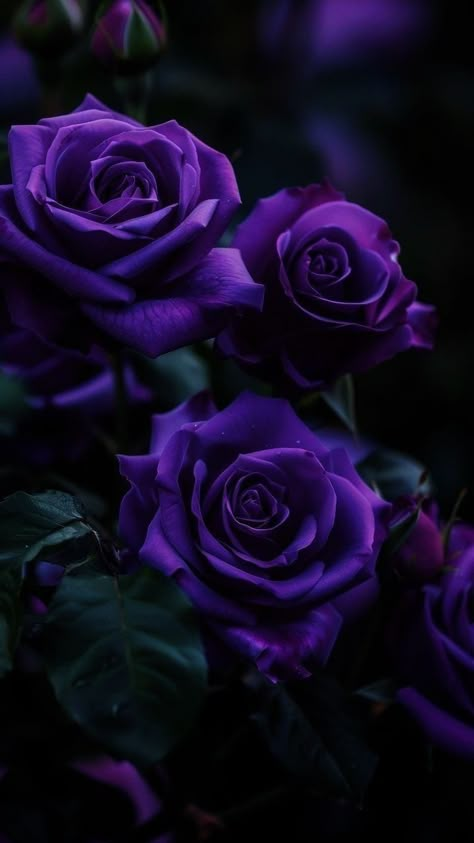 Dark Purple Iphone Background, Dark Purple Flowers Aesthetic, Purple Roses Aesthetic, Royal Purple Aesthetic, Violet Pictures, Iphone Background Purple, Gothic Art Prints, Purple Roses Wallpaper, Violet Roses