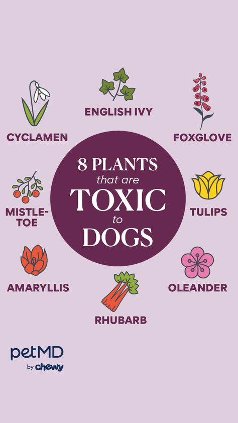 Almost every dog will chew on a plant at some point in their lives. Let’s discuss what plants are poisonous to pups and when you might be dealing with a medical emergency.  #dog #dogs #plants #doghealth Plants Poisonous To Dogs, Dog Parents, Emergency Medical, Dog Health, Medical, Dogs, Plants