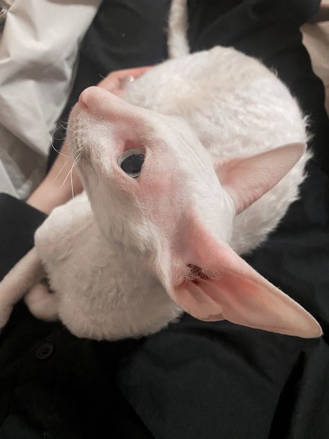 Any Cat Love Aesthetic, Cornish Rex, Rex Cat, Love Aesthetic, Aesthetic Cute, Cat Love