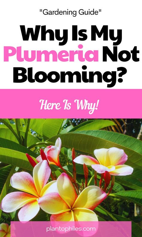 Why Is My Plumeria Not Blooming? Here’s Why! Plumeria Care, Plumeria Tree, Hawaiian Plants, Tropical Garden Design, Hawaiian Plumeria, Plumeria Flowers, Plant Diseases, Vibrant Flower, Colorful Garden