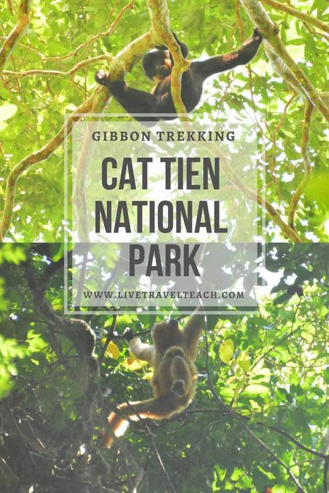 Cat Tien National Park - Trekking with wild gibbons - Live, Travel, Teach Cat Tien National Park, Beautiful Rainforest, Writers Tips, Animal Encounters, Nature Destinations, Asian Travel, Vietnam Travel Guide, Animal Experiences, Destination Ideas