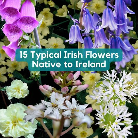 Irish Flowers Native, Irish Flowers Ireland, Flowers Of Ireland, Irish Flowers, Irish Wildflowers, Marsh Marigold, Irish Folklore, Wood Sorrel, Wild Iris