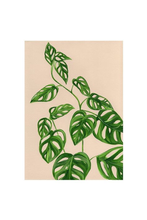 Monstera Obliqua, Plant Sketches, Tattoo Plant, Monstera Leaves, Plant Painting, Botanical Design, Plant Drawing, Arte Inspo, Plant Illustration