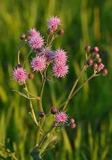 Cirsium arvense - Wikipedia Wild Plants, Flower Bud, Botanical Flowers, Garden Spaces, Garden Seeds, Mother Earth, Nature Beauty, Habitat, Missouri