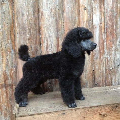 Blue Willow Standard Poodle Puppy  Here is Sonny.  He is going to be brindle like his dad. Blue Poodle, Poodle Hair, Poodle Puppy Standard, Poodle Cuts, Poodle Puppies For Sale, Poodle Grooming, Poodle Puppies, French Poodles, Dog Cuts