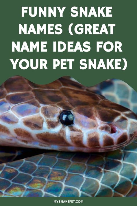 Funny snake names are always great, butt here are so many possible ones to choose from. We’ve got a ton of names here. Use them as is, or for insiration to come up with… Cute Snake Names, Snake Names Ideas, Pet Snake Names, Snake Names, Snake Breeds, Funny Snake, Snake Facts, Exotic Names, Giant Snake