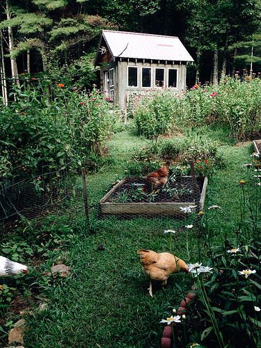 Allotment Gardening, Chicken Garden, Visual Story, Garden Area, A Chicken, Garden Cottage, Farm Gardens, Kitchen Garden, The Grass