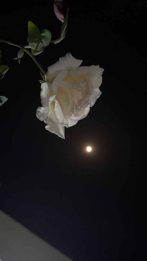 Snap Aesthetic, Rose Flower Photos, Moonlight Photography, Easy Flower Painting, Breakup Picture, Nature Photography Flowers, Best Friends Cartoon, Photo Album Layout, Breathtaking Photography