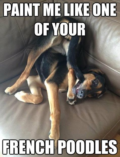 PAINT ME LIKE ONE OF YOUR FRENCH POODLES Funny Dog Memes, Foto Tips, Funny Dog Pictures, Funny Animal Jokes, Funny Animal Memes, Animal Jokes, Funny Animal Pictures, Dog Memes, Animal Memes