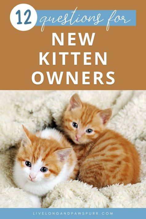 Dec 29, 2020 - 10 Common Questions For New Kitten Owners. I am what I humbly like to consider a new cat owner connoisseur. So let's talk new kitten tips... Kitten Advice, Kitten Tips, New Cat Owner, Cat Guide, Adopting A Kitten, Cat Questions, First Time Cat Owner, Cat Advice, Cat Tips