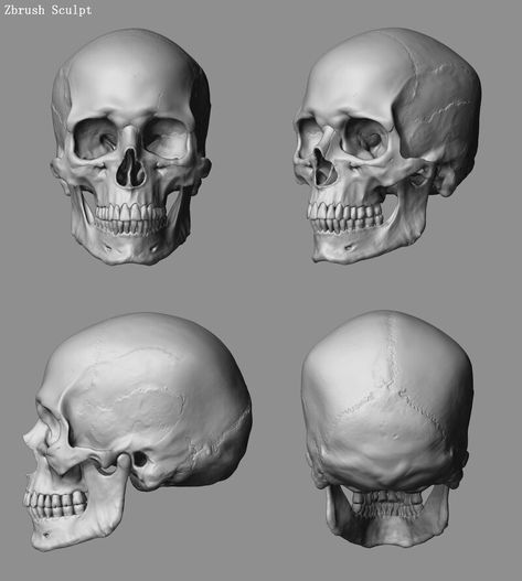 Human Skull Photography, Muscle Study, Human Skull Drawing, Human Skull Anatomy, Skull Anatomy, Head Anatomy, Skull Reference, Skeleton Anatomy, Skull Model