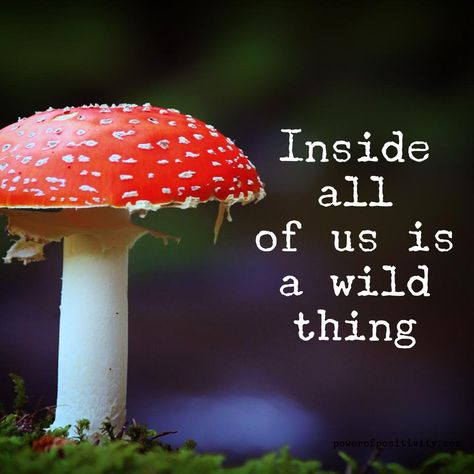 Inside all of us is a wild thing. #powerofpositivity #positivewords #positivethinking #inspiration #quotes Quotes About Mushrooms, Magic Mushroom Quotes, Mushroom Quotes, Expanding Consciousness, Just Living Life, Something Wild, Simple Things In Life, Mushroom Crafts, Typed Quotes