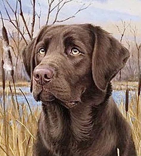 How To Paint A Dog Step By Step, Chocolate Lab Drawing, Lab Drawing, Brown Labrador, Chocolate Labs, Labs Art, Dog Anatomy, Hunting Art, Dog Steps