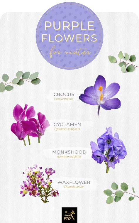 Purple Flower Names, Types Of Purple, Wisteria Plant, Flower Types, Tanaman Indoor, Gladiolus Flower, Flower Meanings, Flower Names, Balloon Flowers