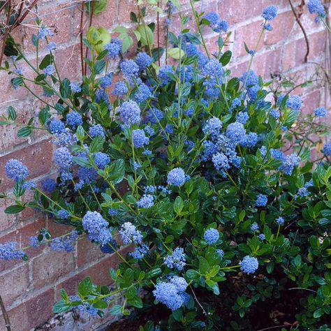 Skylark California Lilacs for Sale | FastGrowingTrees.com California Lilac, Wisteria Tree, Small Shrubs, Blue And Purple Flowers, Perennial Shrubs, Fast Growing Trees, Butterfly Bush, Attract Pollinators, Cerulean Blue