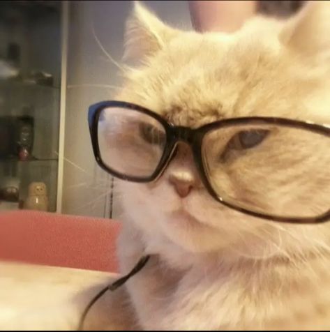 Cat With Glasses, Cat Icon, Wearing Glasses, A Cat, Instagram Profile, On Instagram, Instagram