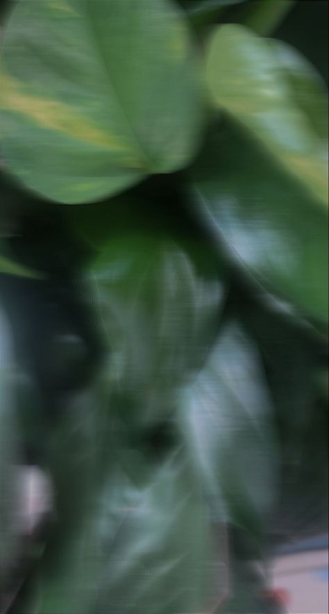 Green Blurry Aesthetic, Blurry Lights, Green Pictures, Plant Wallpaper, Leaf Background, Plant Aesthetic, Cute Cats And Dogs, Green Flowers, Blur