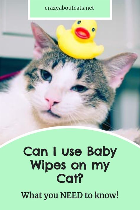 Can I use baby wipes on my cat? Its a common question we also look at ''Can I use aloe Vera wipes on my cats and what kind of wipes are safe for cats as well as how to wash my cat. #catcare #cathealthtips #catneeds #bathingacat #wetonesforones #petsafewetwipes Hypoallergenic Cats, Crazy Cat People, Smelling Good, Pet Wipes, Cat Cleaning, Cat Plants, Long Haired Cats, Cat Care Tips, Pet Shampoo