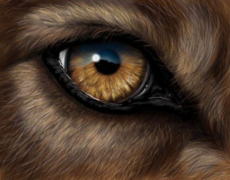 Wolf Eye Drawing, Werewolf Eyes, Blue Wolf, Wolf Eyes, Wolf Face, Eye Sketch, Eye Pictures, Vampires And Werewolves, Wacom Tablet