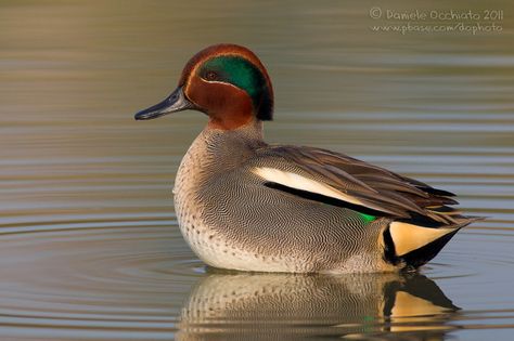 Common Teal (Anas crecca) - Daniele Occhiato Chinese Pangolin, Waterfowl Taxidermy, Teal Duck, Duck Pictures, Duck Season, Bird Identification, Green Wing, Waterfowl Hunting, Duck Decoys