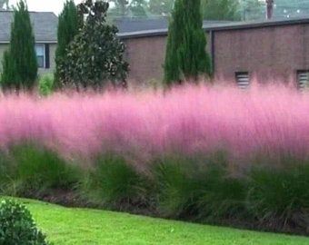 Cotton Candy Grass, Purple Pampas Grass, Pink Muhly, Mexican Feather Grass, Pink Pampas Grass, Pink Grass, Blue Fescue, Grass Garden, No Grass Backyard