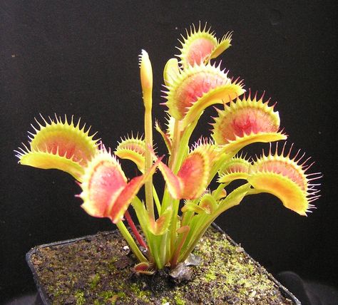 Plante Carnivore, Venus Flytrap, Weird Plants, Plant Fungus, Fly Trap, Venus Fly Trap, Pitcher Plant, Fly Traps, Carnivorous Plants