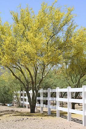 Blue Palo Verde tree, a hardy survivor – Orange County Register Fastest Growing Trees, Lombardy Poplar, Silver Maple Tree, Fast Growing Shade Trees, Ranch Fencing, Rainbow Eucalyptus, Growing Trees, Moringa Tree, Bald Cypress