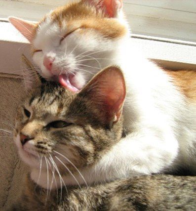 Cat Couple, Cat Cuddle, Silly Cats Pictures, Two Cats, Cat Person, Cat Aesthetic, Funny Cute Cats, Happy Cat, Silly Cats