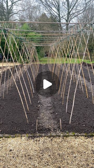 Tall Trellis, August Garden, We Built This City, Concrete Patio Designs, Bamboo Trellis, Organic Lifestyle, Pallets Garden, Sugar Snap Peas, Home Vegetable Garden