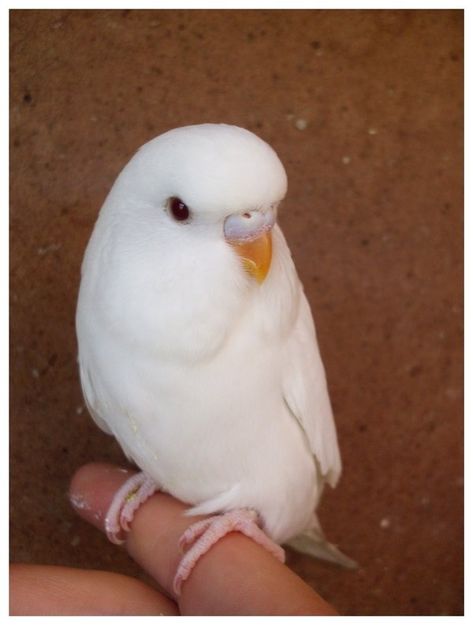 Albino Parakeet | Albino Budgie Rare Albino Animals, Budgies Bird, Albino Animals, Kinds Of Birds, Pet Bird, Exotic Birds, Amazing Animals, Pretty Birds, Cute Birds