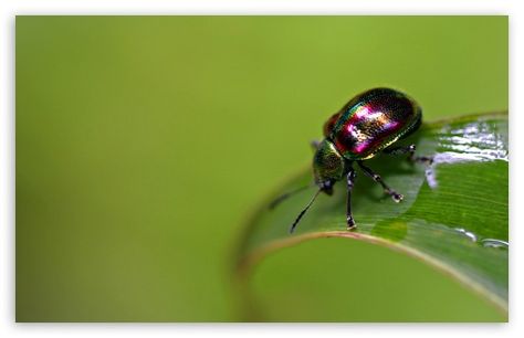 Colorful Bug Colourful Insects, Insect Wallpaper, 4k Pc Wallpaper, Insect Photos, Carpenter Ant, Diy Pest Control, Best Wallpaper Hd, Beetle Insect, Free Desktop Wallpaper