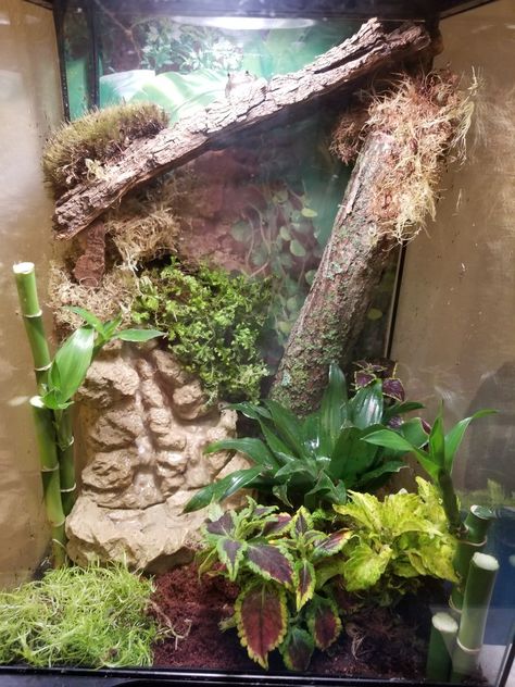 My vivarium for Stewart and Alfredo the Grey Tree frogs! Tree Frog Enclosure, Grey Tree Frog, Frog Enclosure, Tree Frog Terrarium, Gecko Vivarium, Aquarium Pets, Gray Tree Frog, Animal Farming, Gecko Habitat