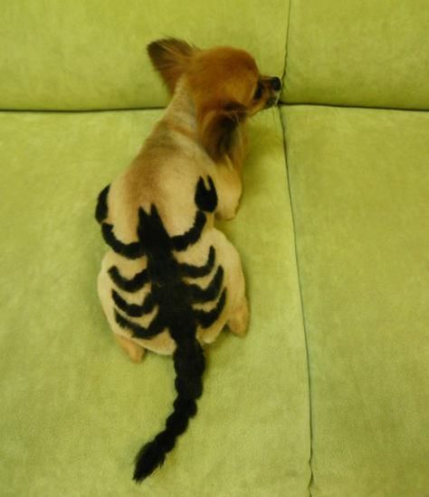 WOW.....creative and modern ideas for pets, cats and dogs Groomer Humor, Real Scorpion, Dog Hair Dye, Creative Dog Grooming, Dog Haircut, Dog Dye, Pets Grooming, Grooming Ideas, Chinese Dog