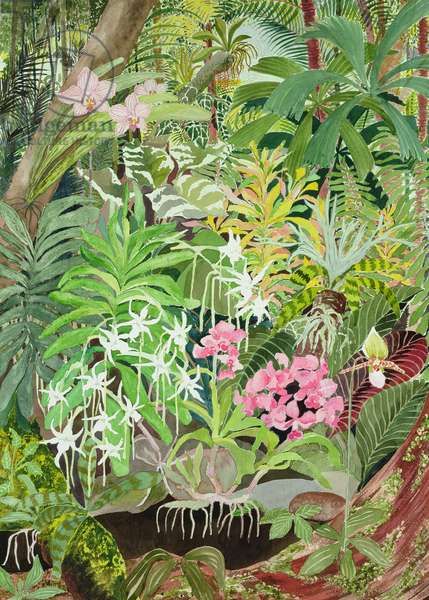 Rainforest Garden, 1991 (w/c on paper) Pink Illustration, Brooklyn Botanical Garden, Green Orchid, Garden Illustration, Illustration Botanique, Plant Painting, Botanical Painting, Botanical Drawings, Painting Illustration