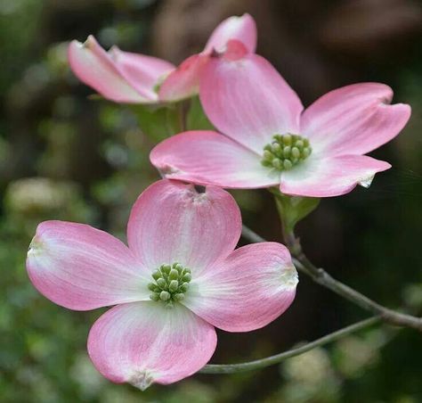 Love pink dogwoods Pink Dogwood Tree, Cornus Florida, Botanical Journal, Dogwood Blooms, Dogwood Flower, Pink Dogwood, Dogwood Blossoms, Dogwood Trees, Dogwood Flowers