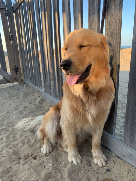 Billy Showalter, Golden Retriever Litter, Cutee Animals, A Golden Retriever, Dream Dog, Very Cute Dogs, Cute Animals Images, Baby Animals Funny