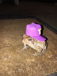 A Frog, Hats