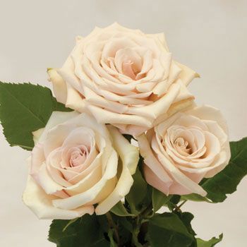 sahara roses | google Sahara Roses, Taupe Flowers, Sahara Rose, Champagne Roses, Creamy Blush, Flower Identification, Blush Wedding Flowers, Rose Varieties, Bridesmaids Bouquets